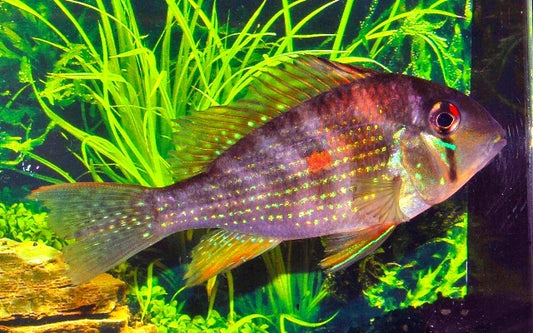 Heckels Buntbarsch – Acarichthys heckelii | Farbenprächtiger, friedlicher Südamerika-Cichlide (Wildfang)
