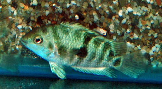 Buntbarsch Honduras Red Point – Amatitlania sp. ‘Honduras Red Point’ | Farbenfroher Mittelamerika-Cichlide