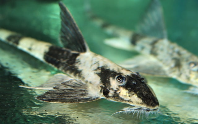 Spatuloricaria sp. „Black-White Peru“ 14 - 16cm WF