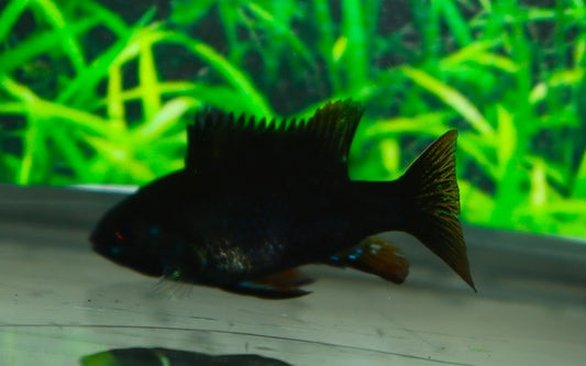 Schmetterlingsbuntbarsch Schwarz – Mikrogeophagus ramirezi ‘Black’ | Edler, ruhiger Zwergbuntbarsch mit satter Farbintensität