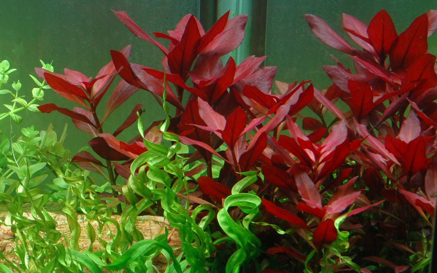 Ludwigia repens 'Rubin' (Topf)