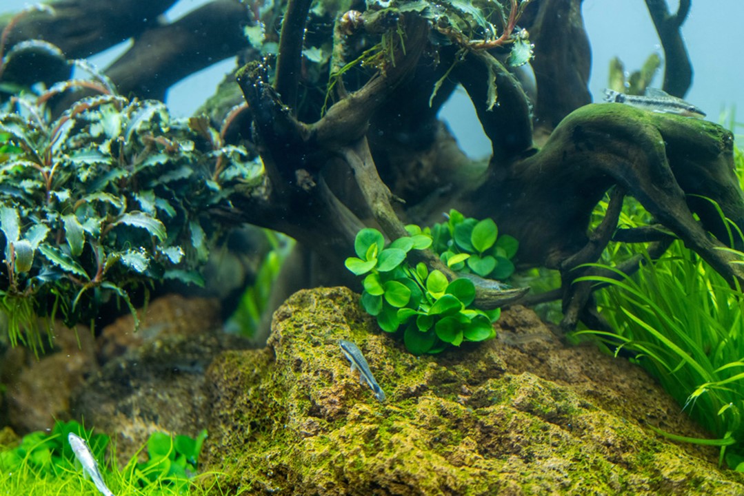 Anubias barteri Mini Coin