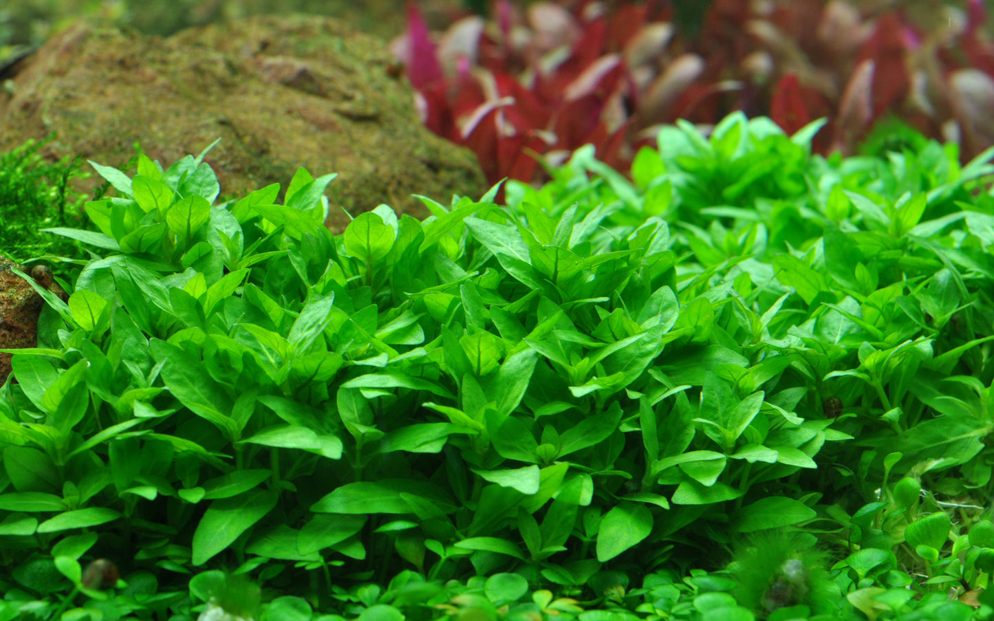 Staurogyne repens (Topf)