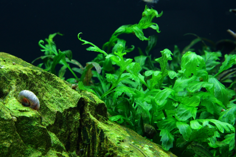 Bolbitis heudelotii (Topf)
