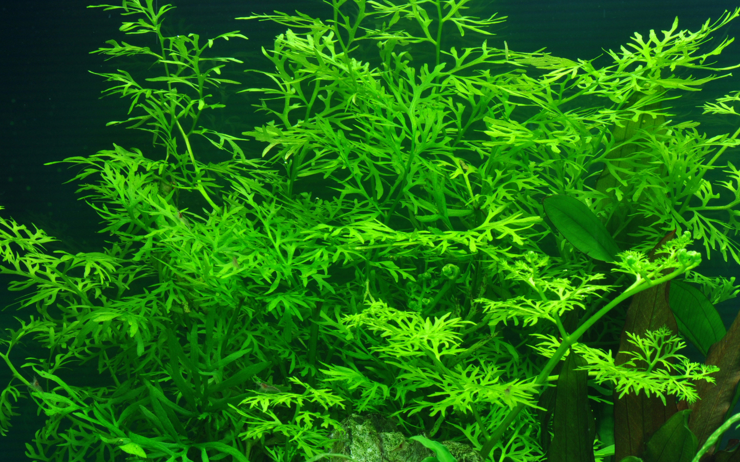 Ceratopteris thalictroides (Topf)