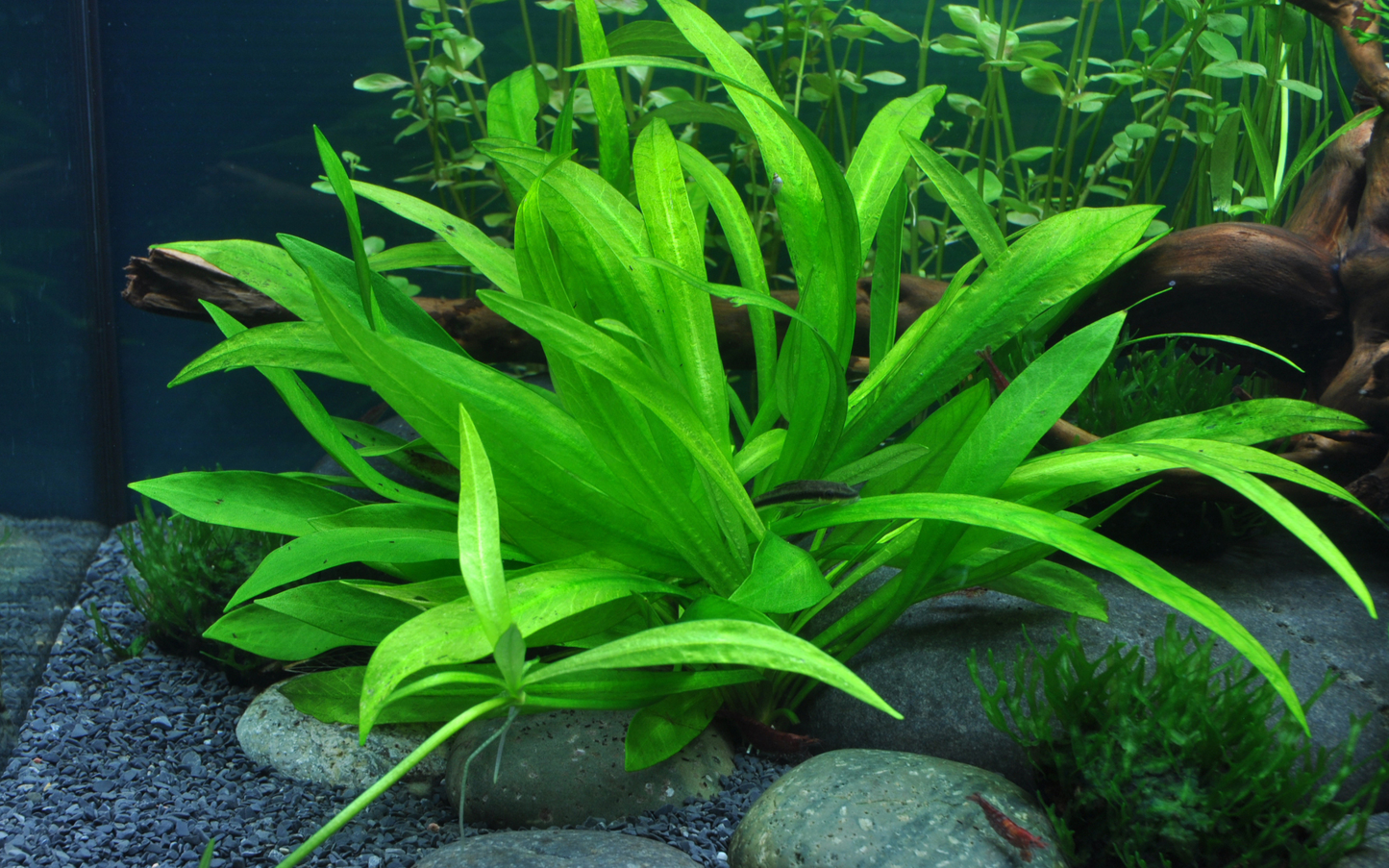 Helanthium bolivianum 'Quadricostatus' (Topf)