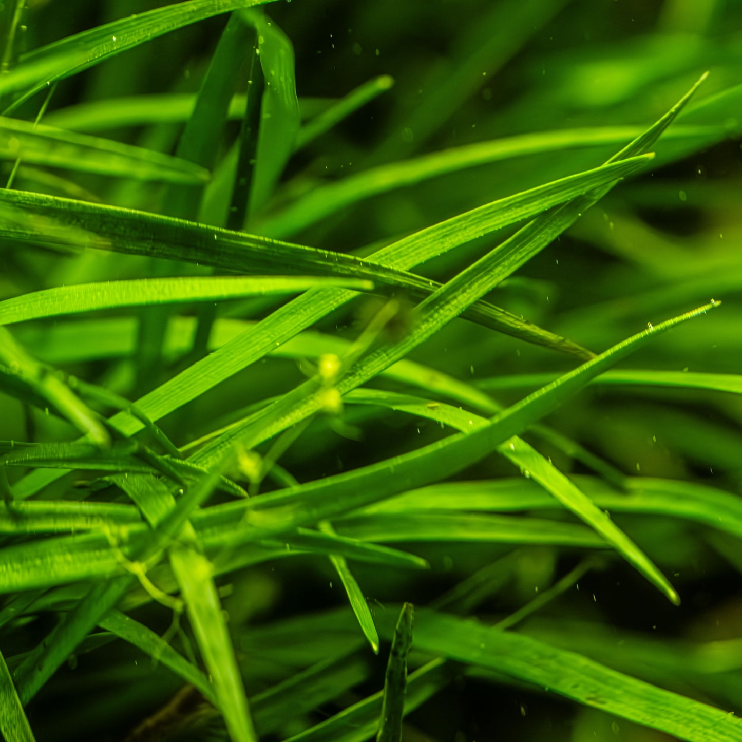 Eriocaulon sp. 'Vietnam' (Topf)
