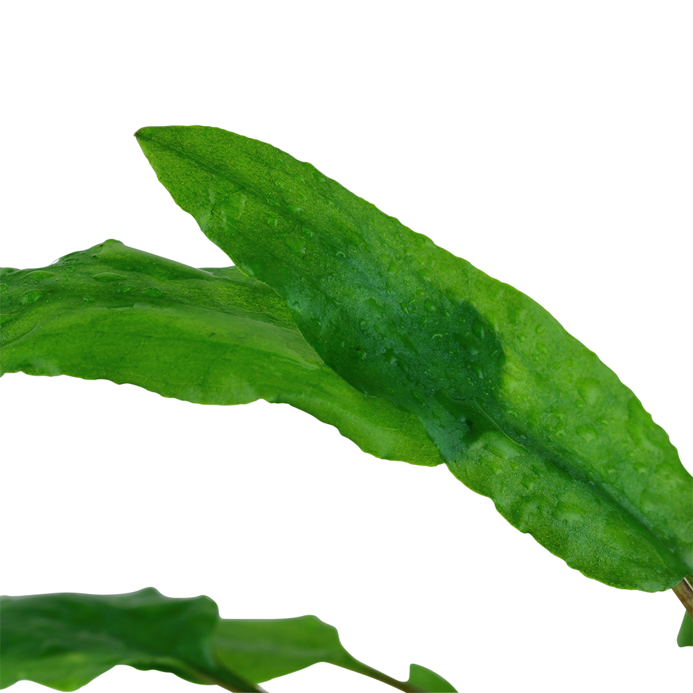 Cryptocoryne wendtii 'Green' (Topf)