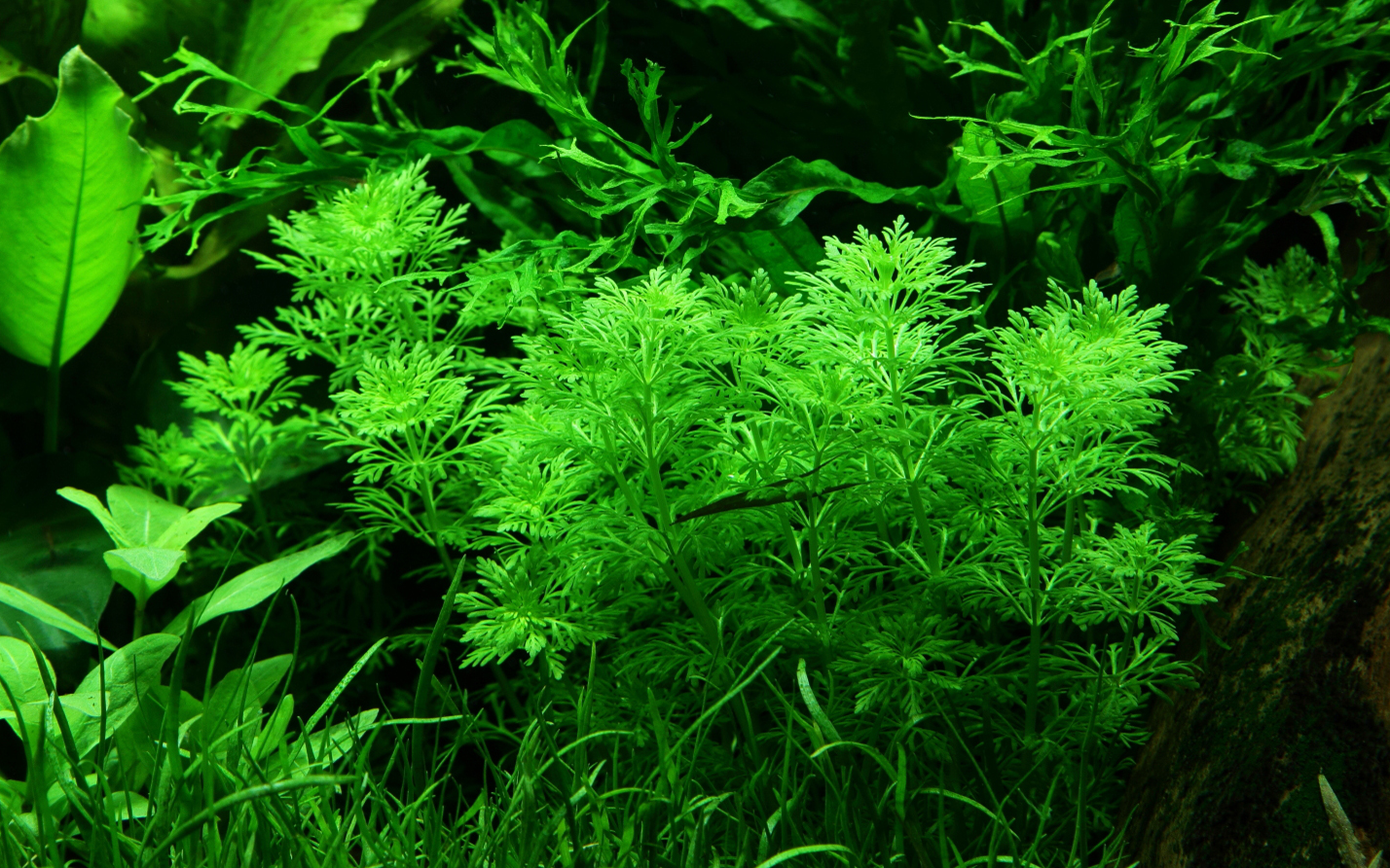 Limnophila sessiliflora (Topf)