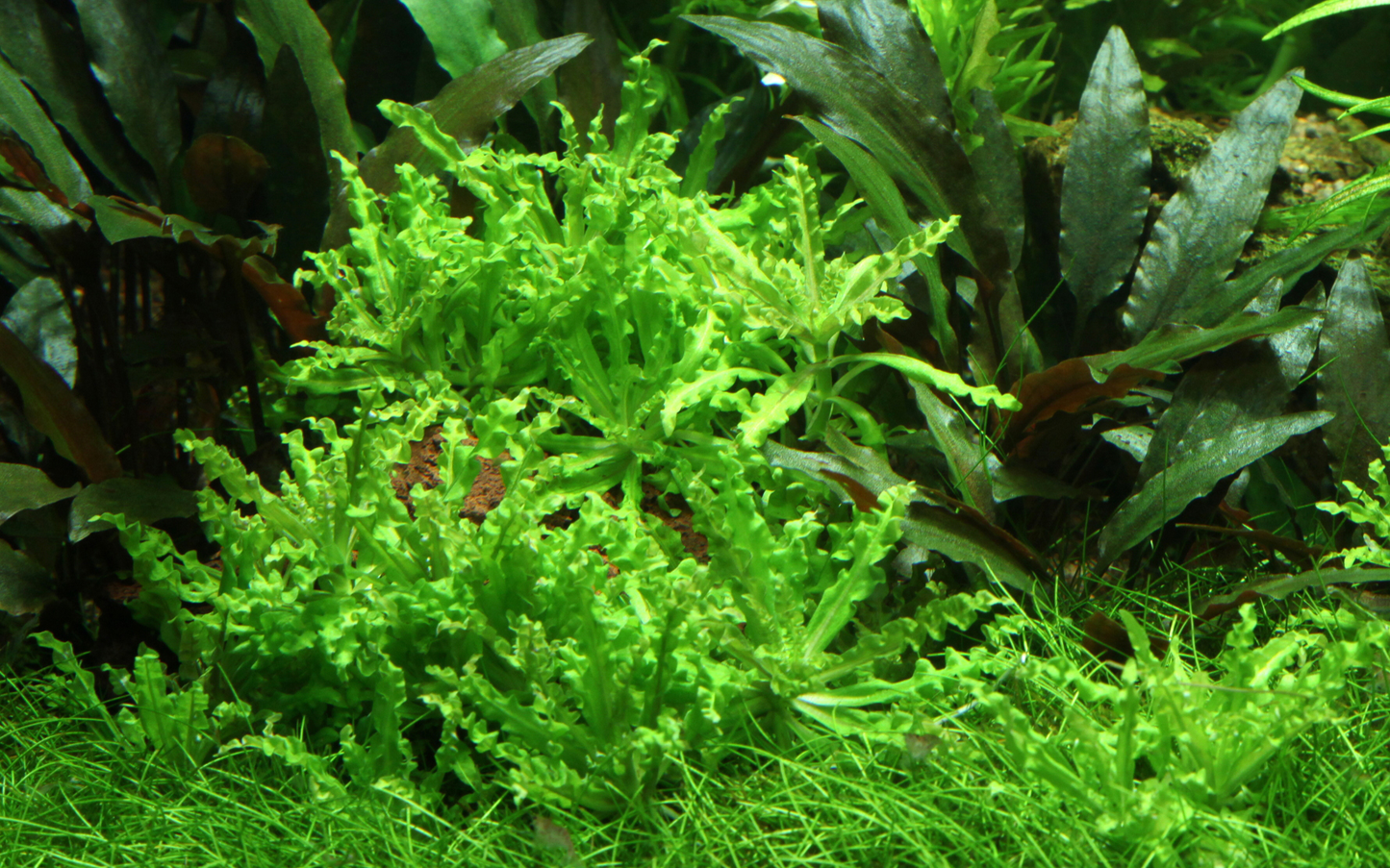 Pogostemon helferi (Topf)