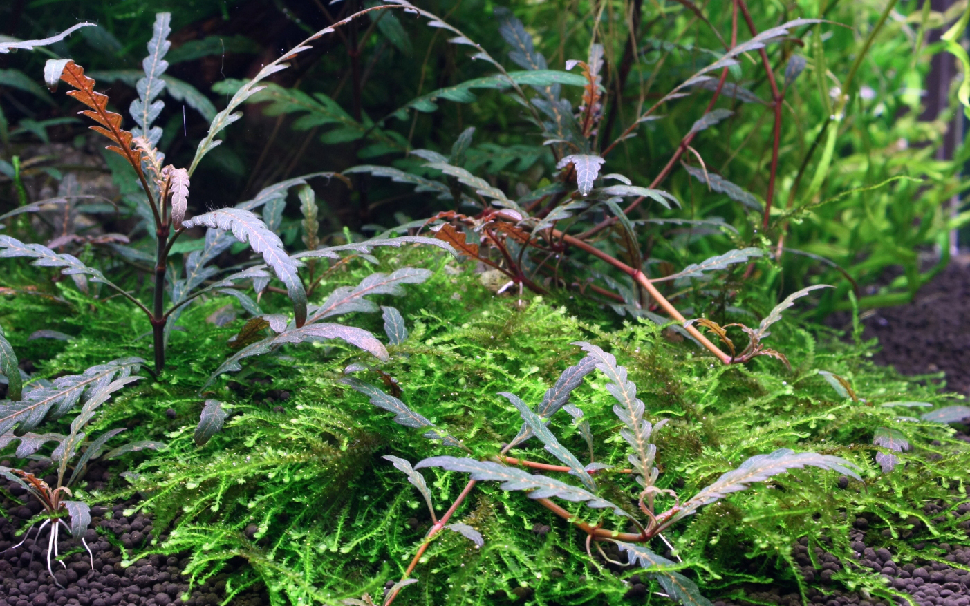 Hygrophila pinnatifida (Topf)