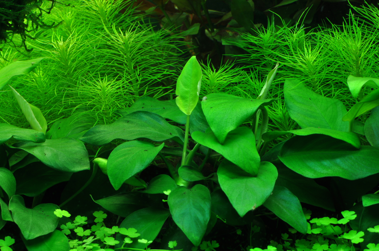 Anubias barteri var. nana 'Large' (Topf)