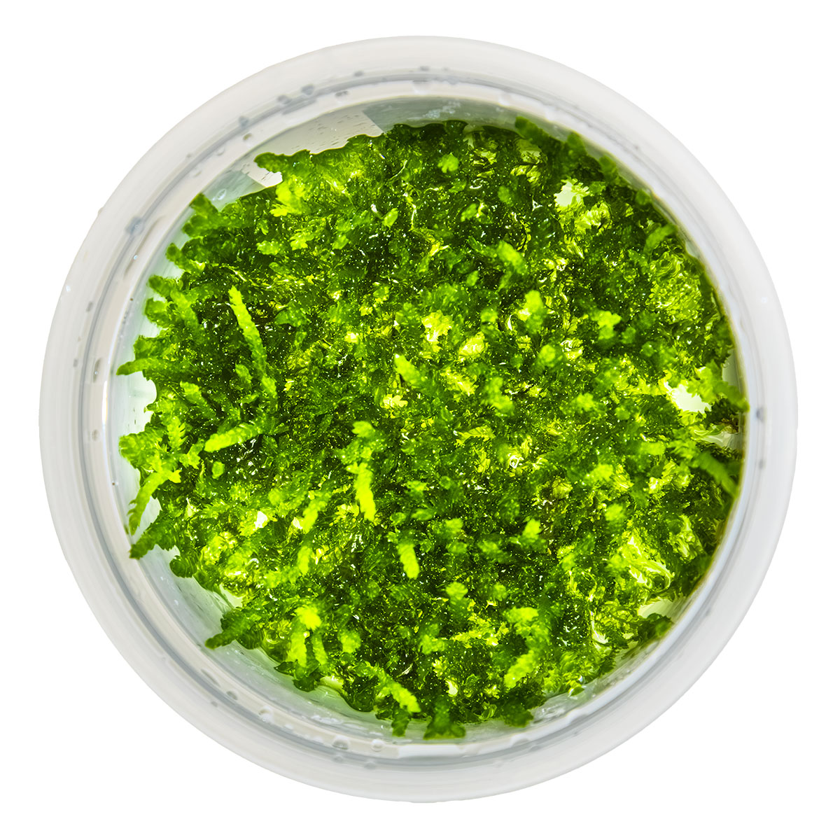 Vesicularia ferriei 'Weeping Moss'