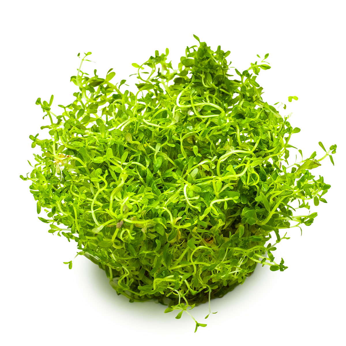 Rotala rotundifolia 'H'ra'