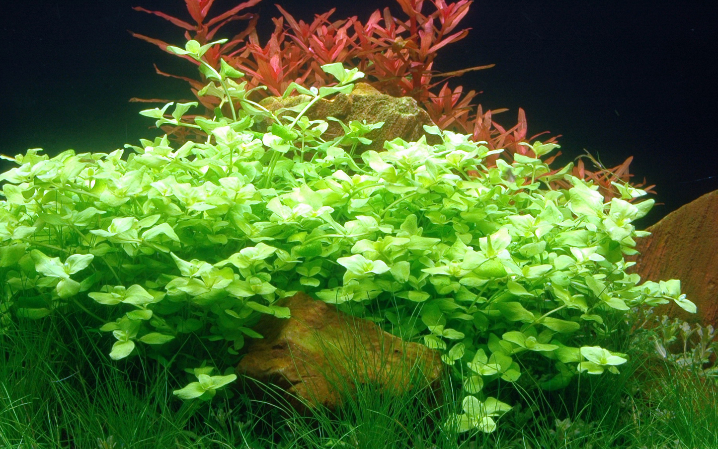 Bacopa australis (Topf)