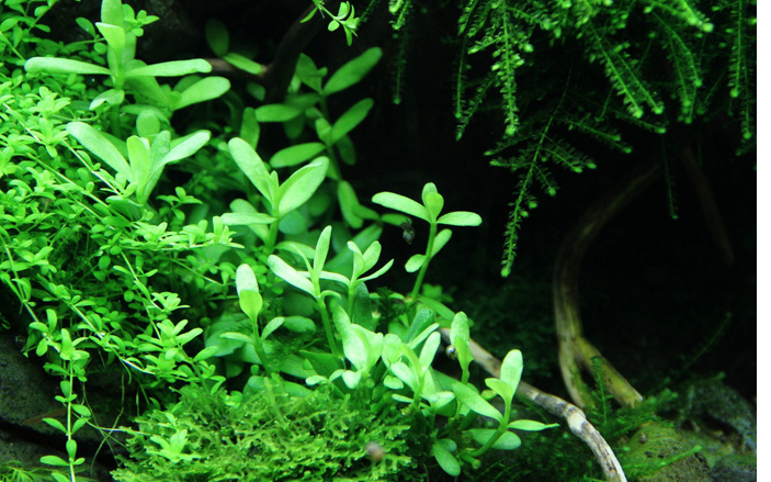 Bacopa monnieri 'Compact' (Topf)