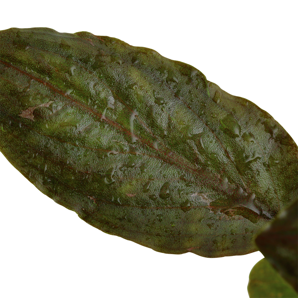 Lagenandra meeboldii 'Red' (Topf)
