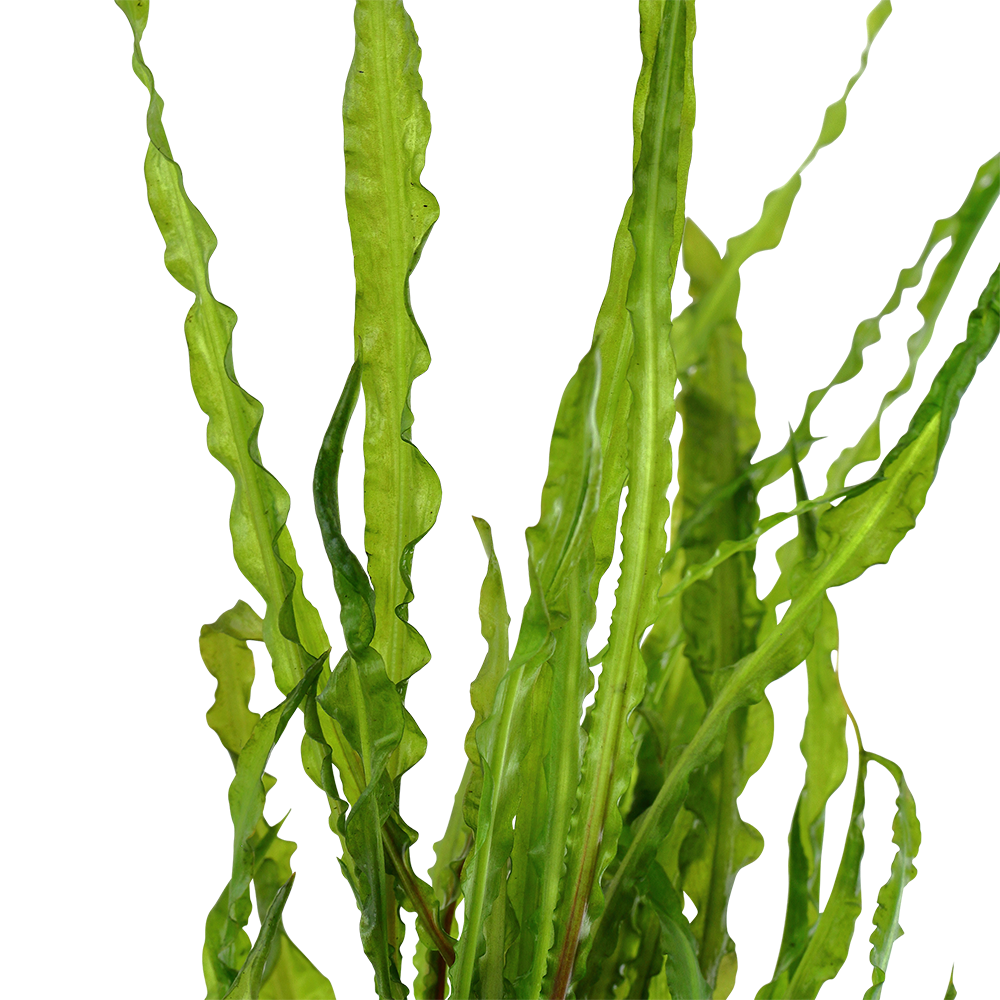 Cryptocoryne crispatula (Topf)