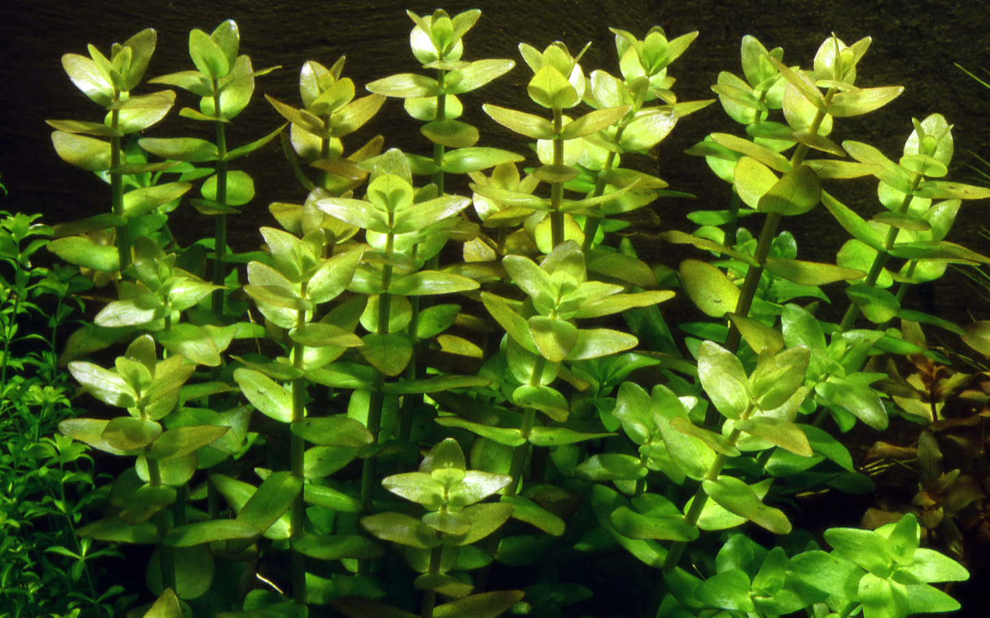 Bacopa caroliniana (Topf)