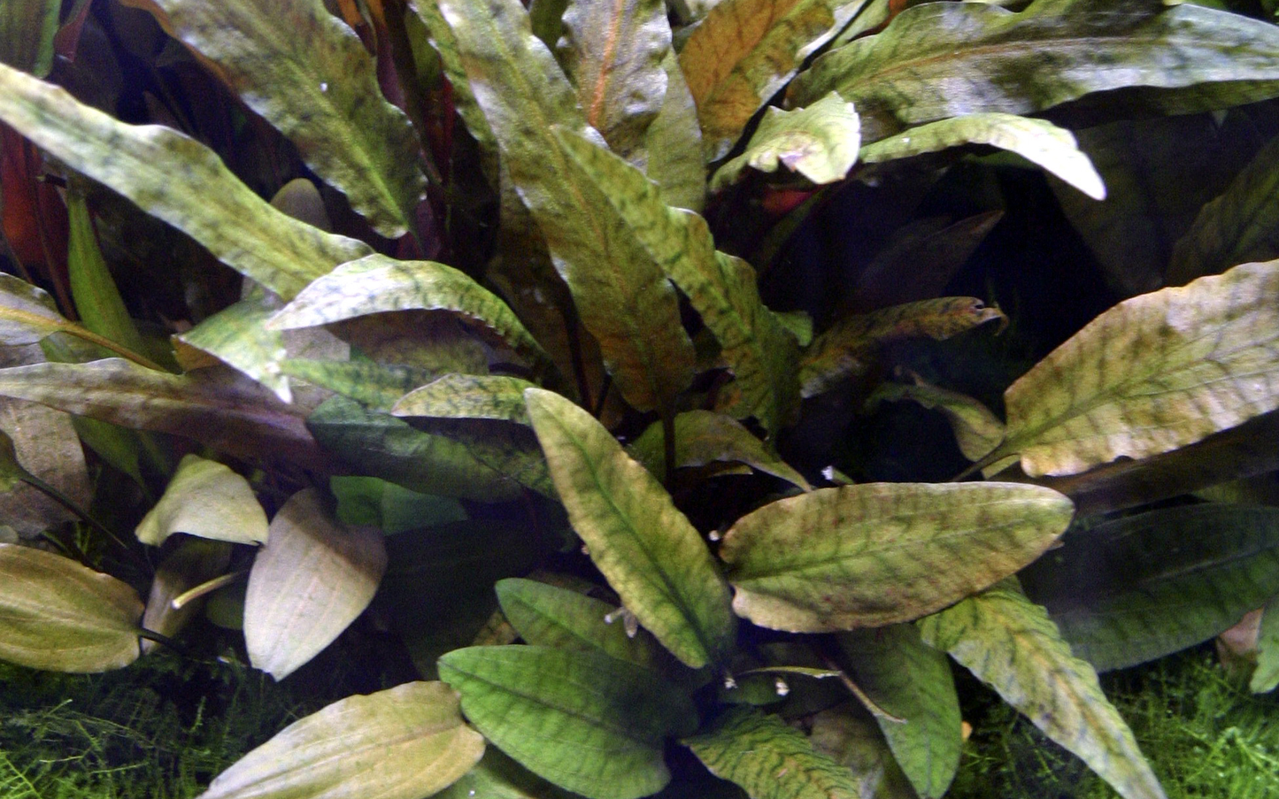 Cryptocoryne wendtii 'Tropica' (Topf)