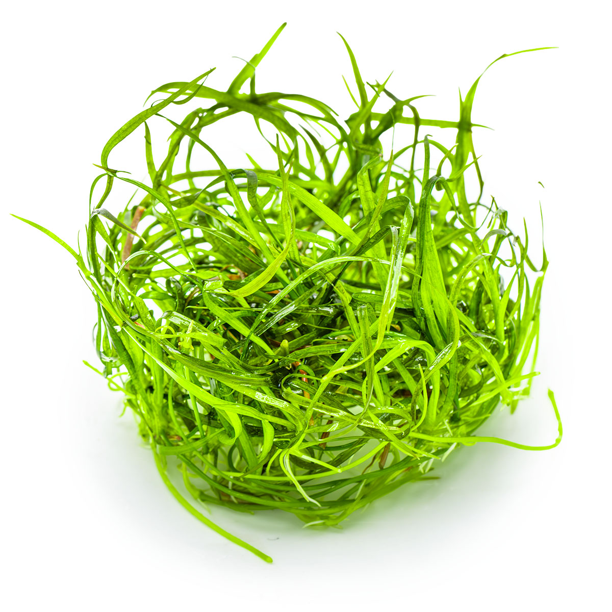 Sagittaria subulata 'Needle Leaf'