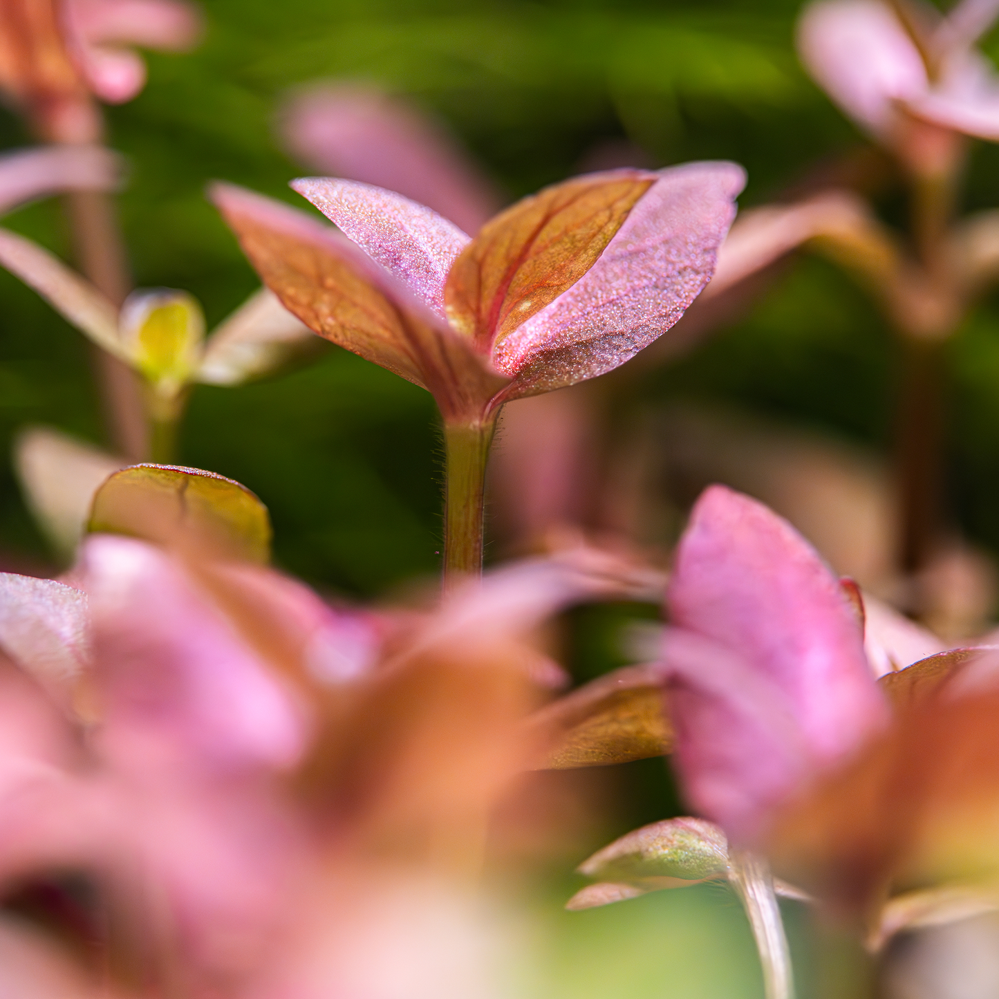 Bacopa salzmanni 'Purple' (Topf)