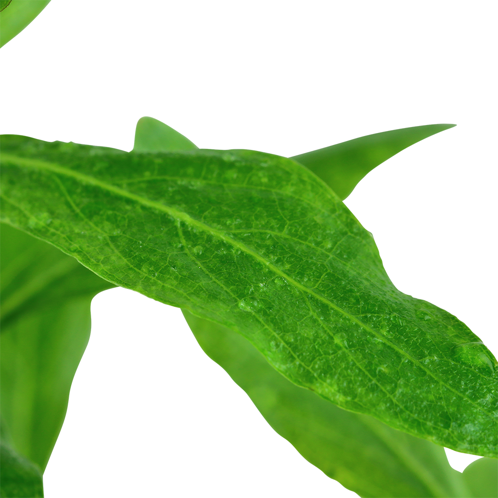 Hygrophila polysperma (Topf)