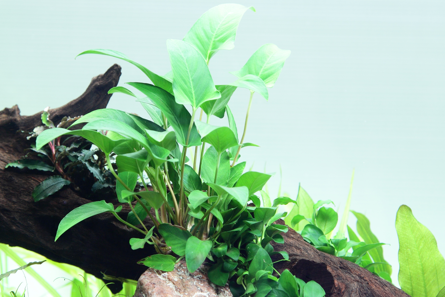Anubias gracilis (Topf)