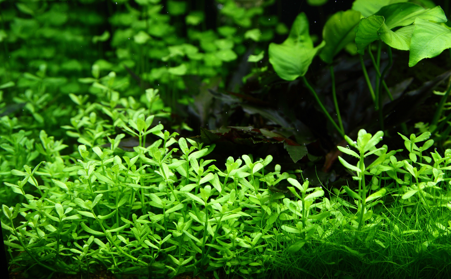 Bacopa monnieri 'Compact' (Topf)
