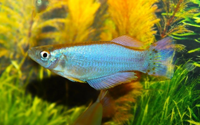 Leuchtaugenfisch similis Kumba – Procatopus similis | Seltener Wildfang mit blauen Augenreflexen