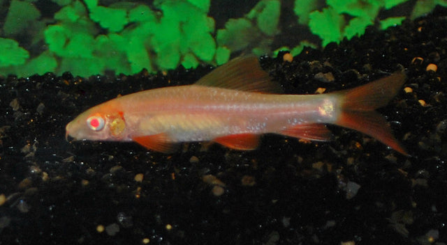 Zügelfransenlipper Albino – Epalzeorhynchos frenatum Albino M 3–5 cm | Leuchtend weiß-roter Algenfresser