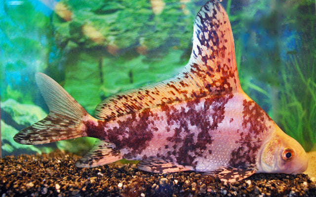 Wimpelkarpfen – Myxocyprinus asiaticus S/M 4–5 cm | Seltene, majestätische Karpfenart aus China