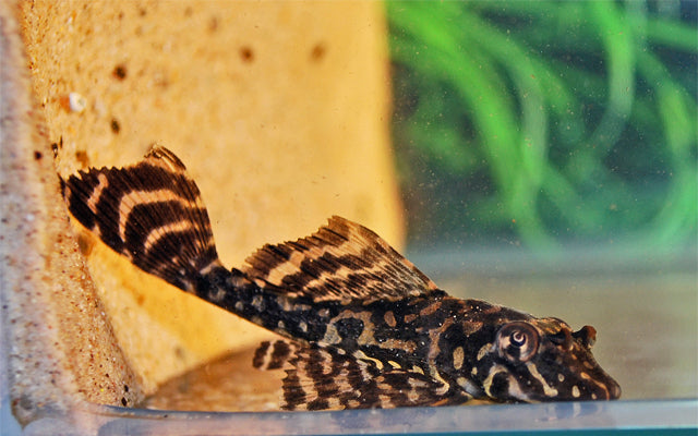 Goldflecken-Segelschilderwels L001 – Pterygoplichthys joselimaianus | Seltener Wildfang & effektiver Algenfresser