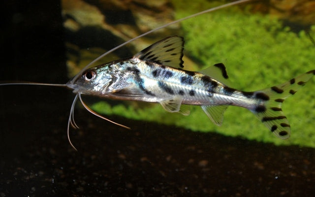 Engel-Antennenwels – Pimelodus pictus | Aktiver Schwarmwels mit langen Barteln