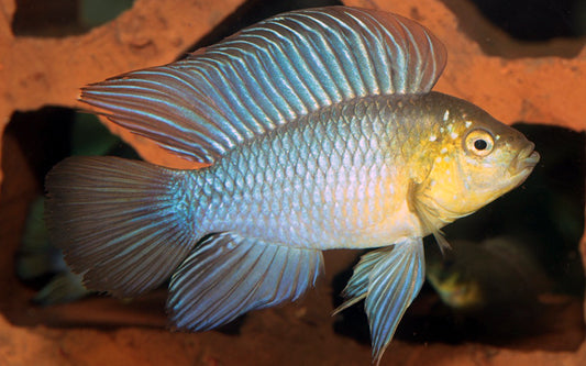 Borellis Zwergbuntbarsch – Apistogramma borellii | Friedlicher, farbenprächtiger Südamerika-Zwergbuntbarsch