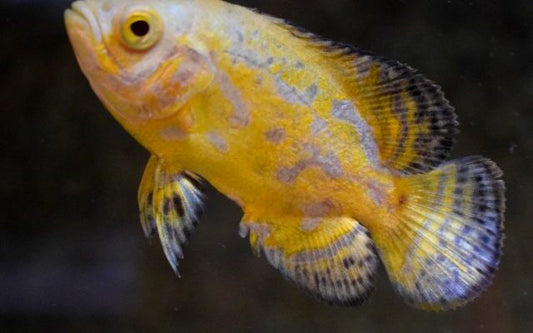 Pfauenaugen-Buntbarsch Lemon – Astronotus ocellatus ‘Lemon’ | Leuchtend gelber Südamerika-Cichlide