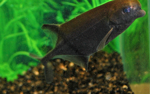 Brochet du Nil de Paugy (Hippopotamyrus paugyi) (WF)