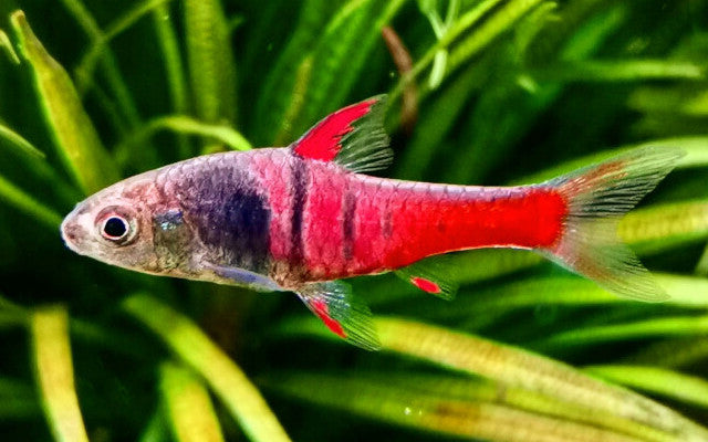 Jae-Barbe Wildfang – Enteromius jae L 2,5–3 cm | Seltene, farbenprächtige Zwergbarbe aus Afrika