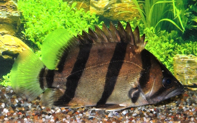 Silver Tiger Bass Datnioides polota