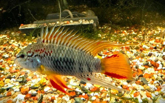 Zwergcichlide D33 – Apistogramma sp. ‘D33’ | Seltener, farbenprächtiger Apistogramma aus Südamerika