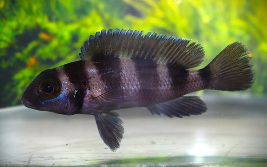 Tanganjika-Buntbarsch Fünfstreifen – Neolamprologus tretocephalus | Markanter, kräftiger Cichlide