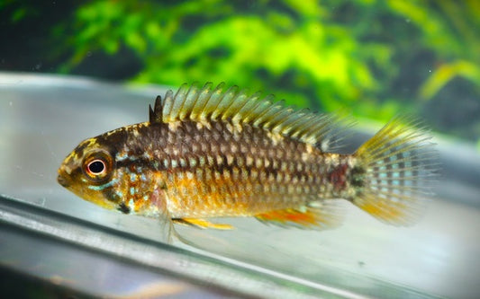 Zwergbuntbarsch Vielfleck – Apistogramma sp. ‘Vielfleck’ | Friedlicher, seltener Apistogramma mit markanter Punktzeichnung