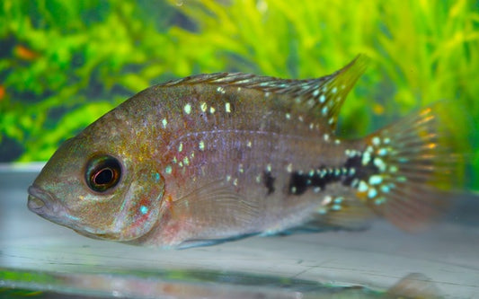 Feuerkopf-Buntbarsch – Vieja melanurus ‘Blue Spot’ | Farbenprächtiger Mittelamerika-Cichlide