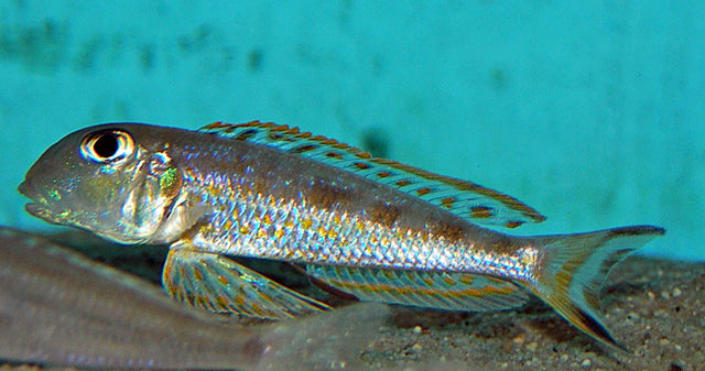 Tanganjika-Buntbarsch Ochrogenys Ndole – Xenotilapia ochrogenys ‘Ndole’ | Eleganter Sandcichlide mit zartem Schimmer
