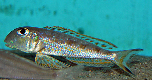 Tanganjika-Buntbarsch Ochrogenys Ndole – Xenotilapia ochrogenys ‘Ndole’ | Eleganter Sandcichlide mit zartem Schimmer