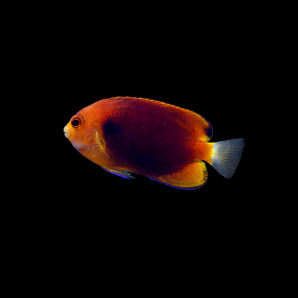 Centropyge fisheri – Hawaii-Zwergkaiserfisch