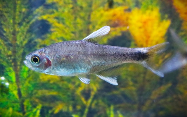 Negodagua Salmler – Hyphessobrycon negodagua | Seltener Wildfang 3cm