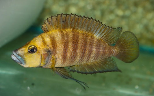 Nanderbuntbarsch Gelbkopf – Altolamprologus compressiceps ‘Goldhead’ | Ruhiger, farbintensiver Tanganjika-Cichlide