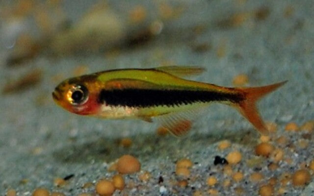 Tucano-Salmler Wildfang – Tucanoichthys tucano M 1–1,5 cm | Seltener Zwergsalmler