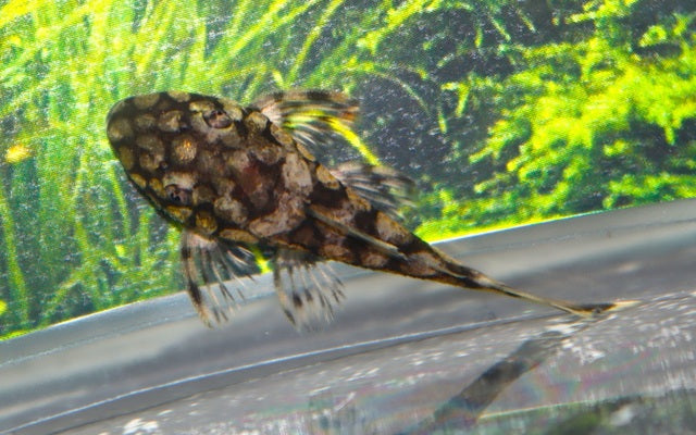 Ancistrus L519 – Ancistrus sp. | Seltener Pleco & friedlicher Algenfresser aus Südamerika